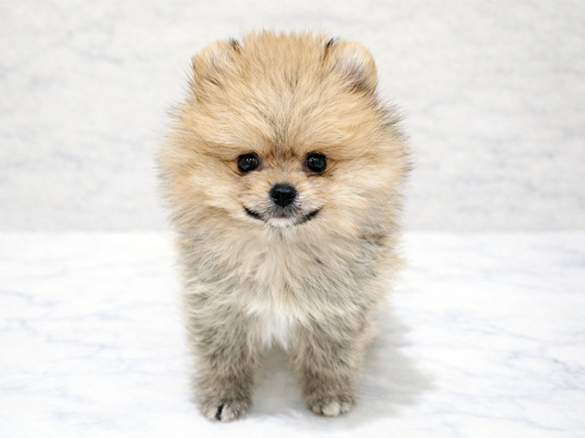東京都のポメラニアン (ペッツファースト中野店/2025年11月21日生まれ/男の子/オレンジ)の子犬