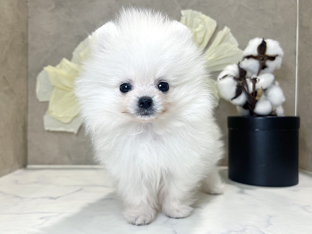 兵庫県のポメラニアン (ペッツファースト神戸三宮センター街店/2025年11月19日生まれ/男の子/クリーム)の子犬の1枚目の画像