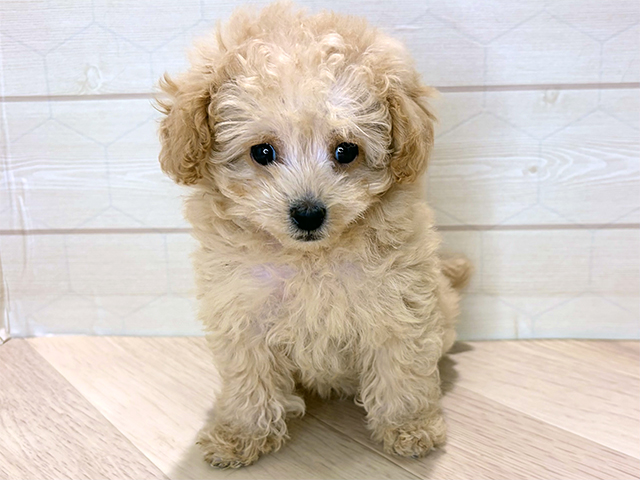 トイプードル