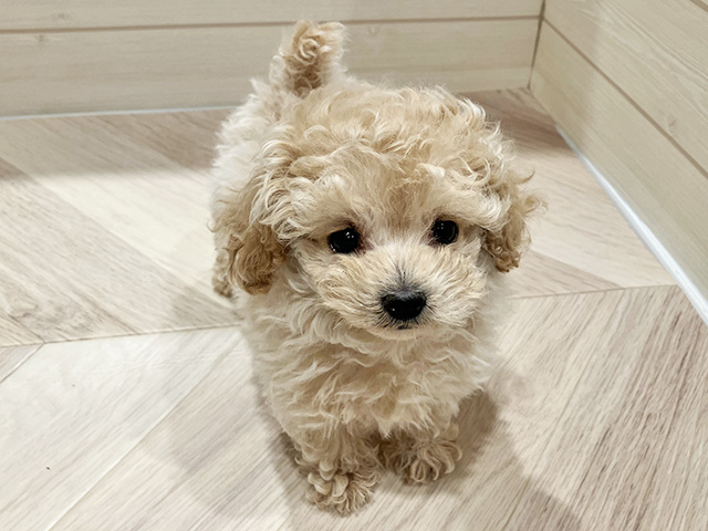 トイプードル