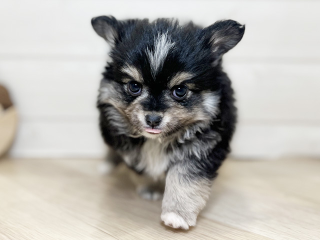 東京都のポメチワ/チワポメ/ポメチー(ポメラニアン×チワワ) (ペッツファースト昭島店/2025年11月18日生まれ/男の子/ブラックタンホワイト)の子犬