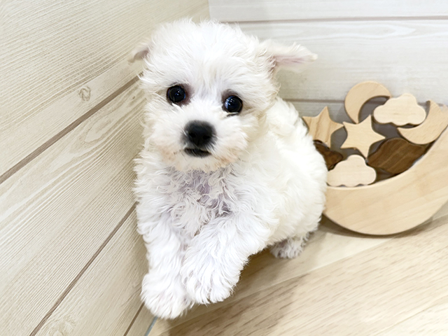 広島県のビションフリーゼ (ペッツファースト広島府中店/2025年11月15日生まれ/女の子/ホワイト)の子犬