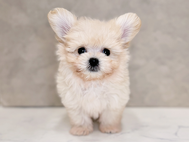 埼玉県のポメプー(ポメラニアン×プードル) (ペッツファーストPETEMOレイクタウンmori店/2025年11月17日生まれ/男の子/アプリコット)の子犬の1枚目の画像