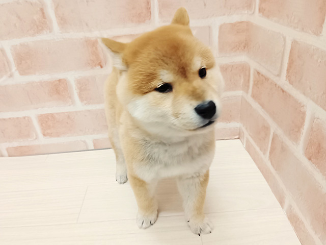 埼玉県の柴犬(標準サイズ) (ペッツファースト春日部店/2025年11月1日生まれ/男の子/赤)の子犬の1枚目の画像