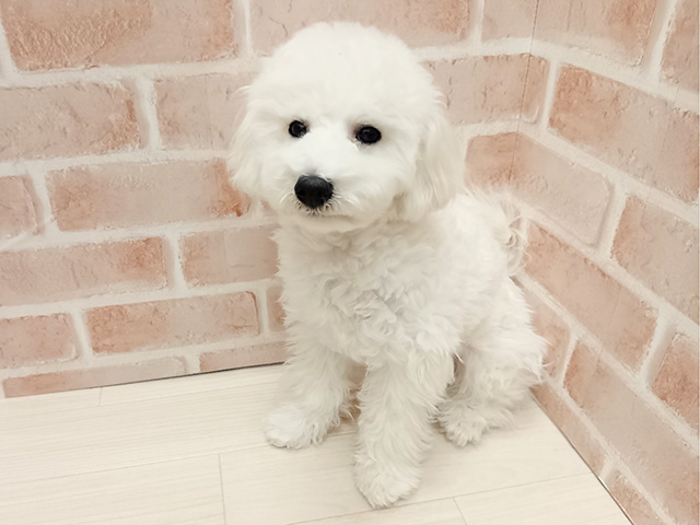 埼玉県のビションフリーゼ (ペッツファースト春日部店/2025年8月12日生まれ/男の子/ホワイト)の子犬の1枚目の画像