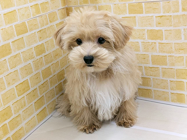 新潟県のマルプー(マルチーズ×プードル) (ペッツファースト長岡店/2025年10月24日生まれ/男の子/アプリコット)の子犬の1枚目の画像