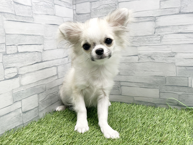 神奈川県のチワワ(ロング) (ペッツファースト横浜瀬谷店/2025年10月23日生まれ/男の子/フォーンホワイト)の子犬の1枚目の画像