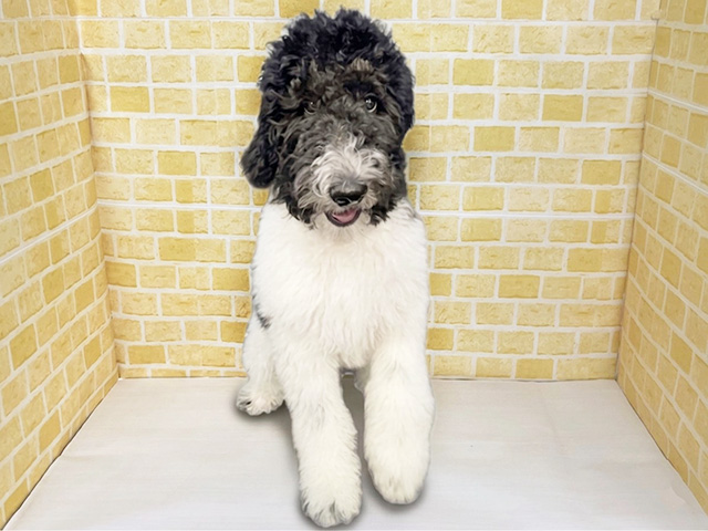 富山県のスタンダードプードル (ペッツファースト富山店/2025年10月20日生まれ/男の子/ホワイトブラック)の子犬の1枚目の画像