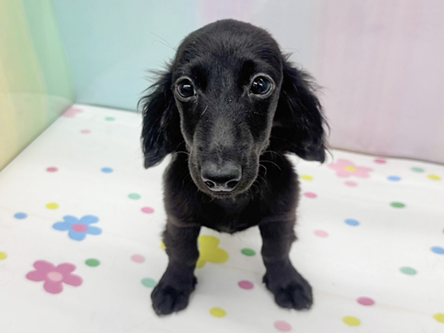 神奈川県のミニチュアダックスフンド(ロング) (ペッツファースト湘南平塚店/2025年11月7日生まれ/女の子/ブラック)の子犬の1枚目の画像