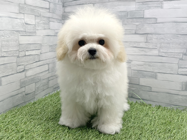 神奈川県のビションプー(ビションフリーゼ×プードル) (ペッツファースト横浜瀬谷店/2025年11月5日生まれ/女の子/クリーム)の子犬の1枚目の画像