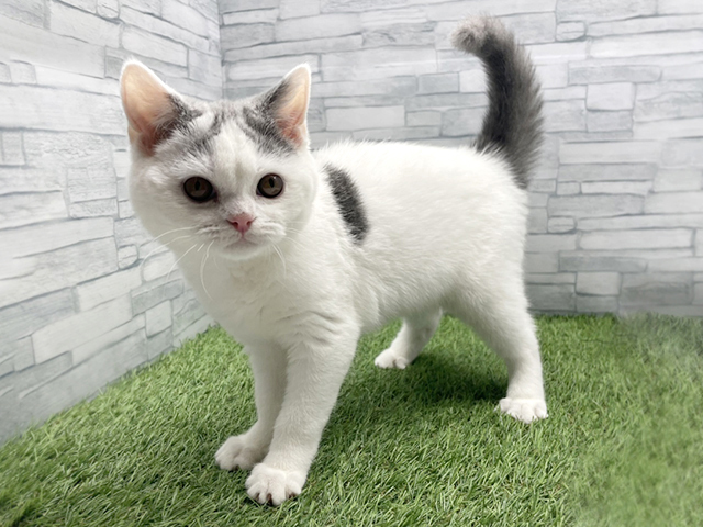 神奈川県のブリティッシュショートヘアー (ペッツファースト横浜瀬谷店/2025年10月19日生まれ/女の子/ブルーホワイト)の子猫の1枚目の画像