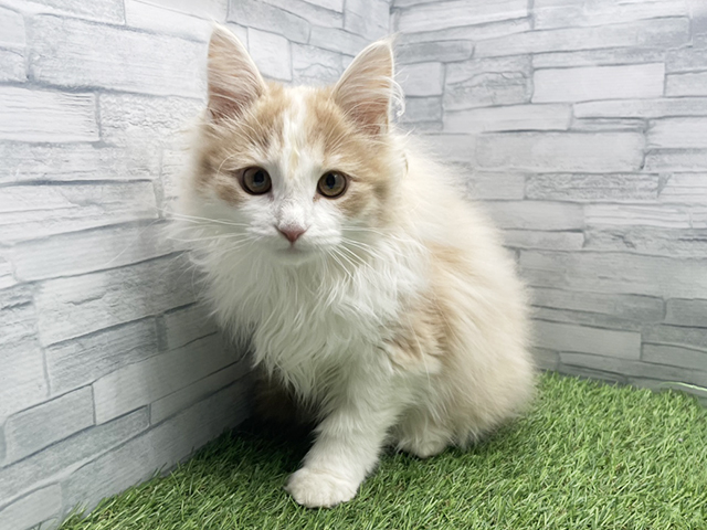 神奈川県のノルウェージャンフォレストキャット (ペッツファースト横浜瀬谷店/2025年11月13日生まれ/男の子/クリームタビーホワイト)の子猫の1枚目の画像