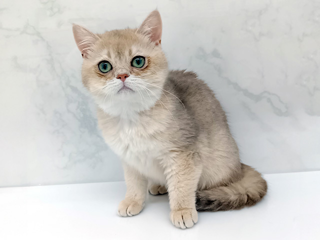東京都のブリティッシュショートヘアー (ペッツファーストビバホーム豊洲店/2025年11月5日生まれ/女の子/ブルーゴールデンシェーデット)の子猫の1枚目の画像