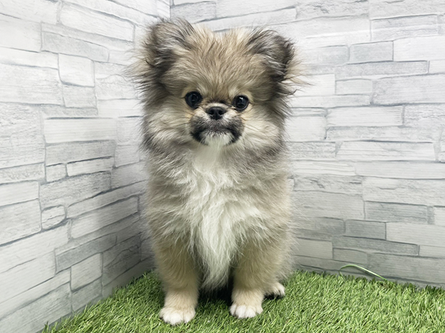 神奈川県のペキポメ/ポメペキ(ペキニーズ×ポメラニアン) (ペッツファースト横浜瀬谷店/2025年11月17日生まれ/女の子/グレー)の子犬の1枚目の画像