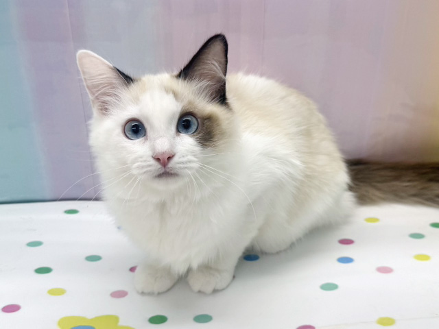 神奈川県のラグドール (ペッツファースト湘南平塚店/2025年11月21日生まれ/女の子/シールポイントバイカラー)の子猫の1枚目の画像