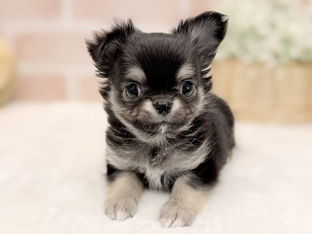 東京都のチワワ(ロング) (ペッツファースト広尾店/2025年11月22日生まれ/男の子/ブラックタンホワイト)の子犬