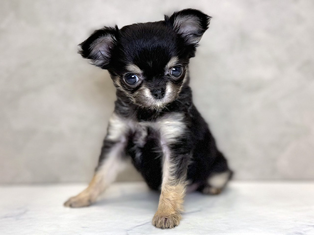 埼玉県のチワワ(ロング) (ペッツファーストPETEMOレイクタウンmori店/2025年11月22日生まれ/女の子/ブラックタンホワイト)の子犬の1枚目の画像