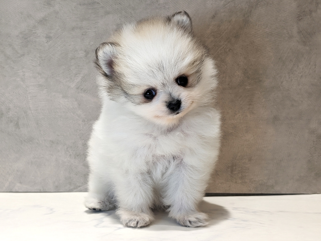 京都府のポメラニアン (ペッツファースト京都四条河原町店/2025年11月22日生まれ/男の子/パーティーカラー)の子犬の1枚目の画像