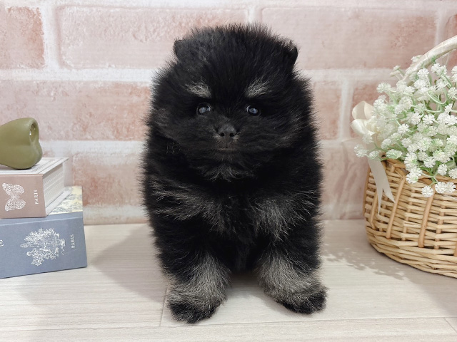 東京都のポメラニアン (ペッツファースト自由が丘店/2025年11月22日生まれ/男の子/ブラックタン)の子犬の1枚目の画像