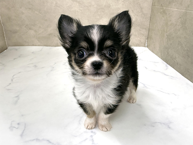 東京都のチワワ(ロング) (ペッツファースト八王子多摩美大前店/2025年11月22日生まれ/男の子/ブラックタンホワイト)の子犬の1枚目の画像