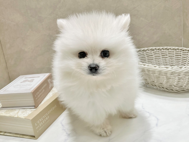 東京都のポメラニアン (ペッツファースト晴海店/2025年11月22日生まれ/女の子/クリーム)の子犬