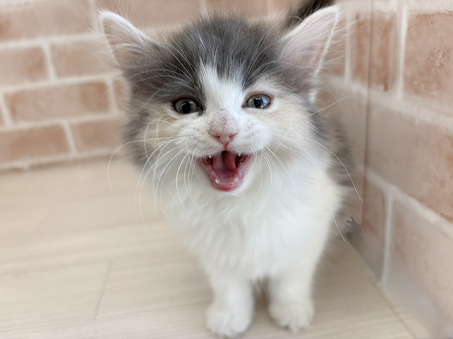 埼玉県のサイベリアン (ペッツファーストさいたま新都心店/2025年11月22日生まれ/女の子/ダイリュートキャリコ)の子猫の1枚目の画像