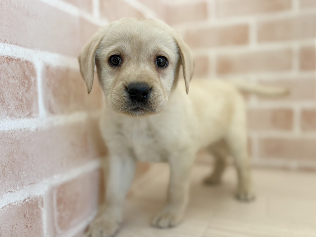 ラブラドールレトリーバー, 性別 女の子, 誕生日 2025/11/22, 毛色 イエロー, 出身 千葉県, 店舗 さいたま新都心店(埼玉県), お問い合わせ番号 300015107