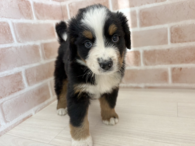埼玉県のバーニーズマウンテンドッグ (ペッツファーストさいたま新都心店/2025年11月22日生まれ/女の子/ブラックラストホワイト)の子犬の1枚目の画像