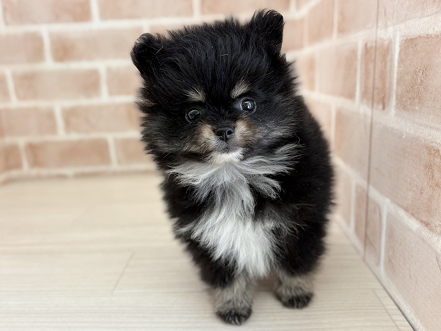 埼玉県のポメラニアン (ペッツファーストさいたま新都心店/2025年11月23日生まれ/男の子/ブラックタン)の子犬の1枚目の画像