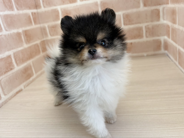 埼玉県のポメラニアン (ペッツファーストさいたま新都心店/2025年11月23日生まれ/男の子/ブラックタンホワイト)の子犬の1枚目の画像