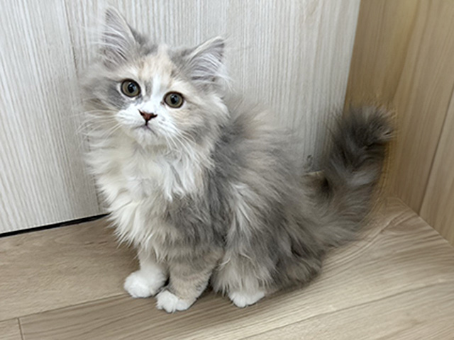 埼玉県のアメリカンカール (ペッツファースト三郷店/2025年11月23日生まれ/女の子/ダイリュートキャリコ)の子猫の1枚目の画像