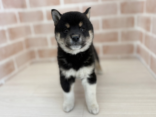 埼玉県の柴犬(標準サイズ) (ペッツファーストさいたま新都心店/2025年11月22日生まれ/女の子/黒)の子犬の1枚目の画像