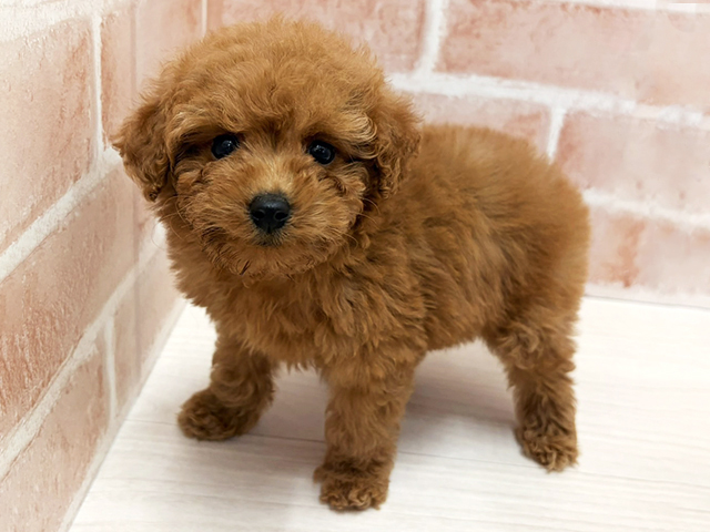 愛知県のトイプードル(トイ) (ペッツファースト一宮店/2025年11月25日生まれ/男の子/レッド)の子犬の1枚目の画像
