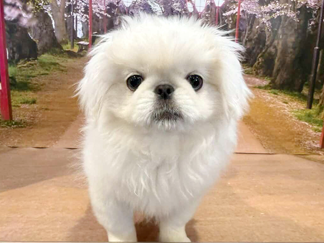 埼玉県のペキニーズ (ペッツファースト与野店/2025年11月23日生まれ/女の子/ホワイト)の子犬の1枚目の画像