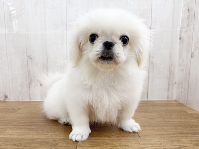 埼玉県のペキニーズ (ペッツファースト埼玉大井店/2025年11月25日生まれ/男の子/ホワイト)の子犬の1枚目の画像
