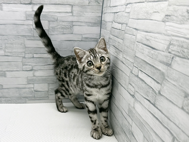 神奈川県のジェネッタ (ペッツファースト横浜瀬谷店/2025年11月25日生まれ/女の子/シルバースポットタビー)の子猫の1枚目の画像