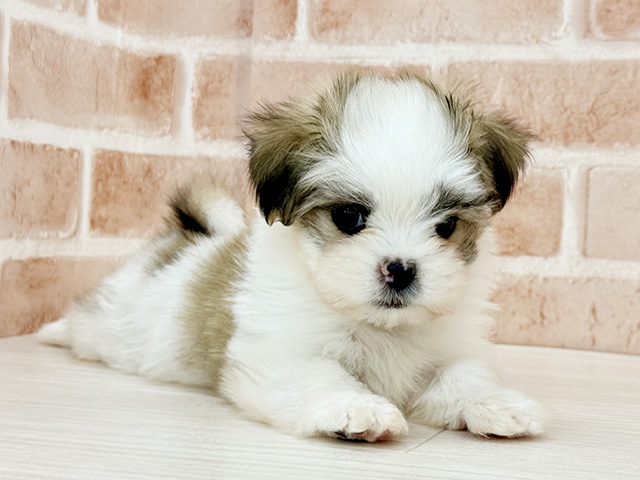 東京都のポメズー/ポメシーズ(ポメラニアン×シーズー) (ペッツファースト八王子多摩美大前店/2025年11月12日生まれ/男の子/レッドホワイト)の子犬の1枚目の画像