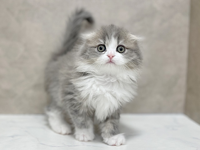 スコティッシュフォールド