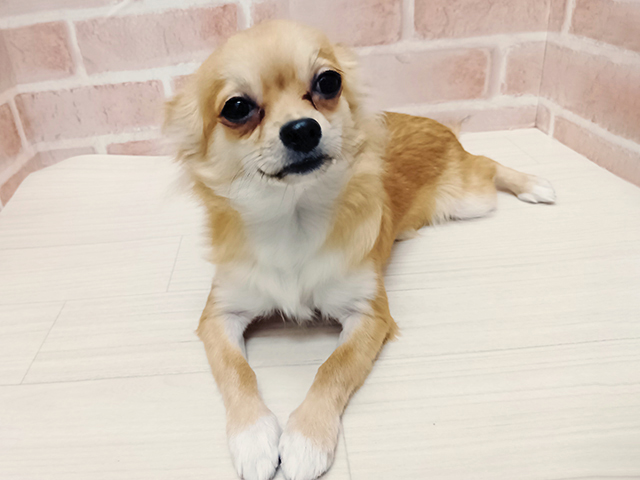 埼玉県のチワワ(ロング) (ペッツファースト春日部店/2025年7月6日生まれ/男の子/フォーン)の子犬の1枚目の画像