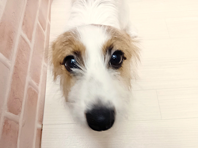 埼玉県のジャックラッセルテリア (ペッツファースト春日部店/2025年6月2日生まれ/女の子/タンホワイト)の子犬の1枚目の画像