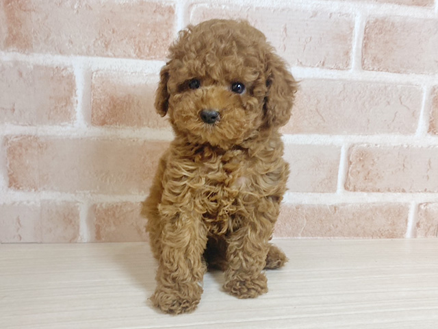 広島県のトイプードル(タイニー) (ペッツファースト広島本通店/2025年11月24日生まれ/女の子/レッド)の子犬