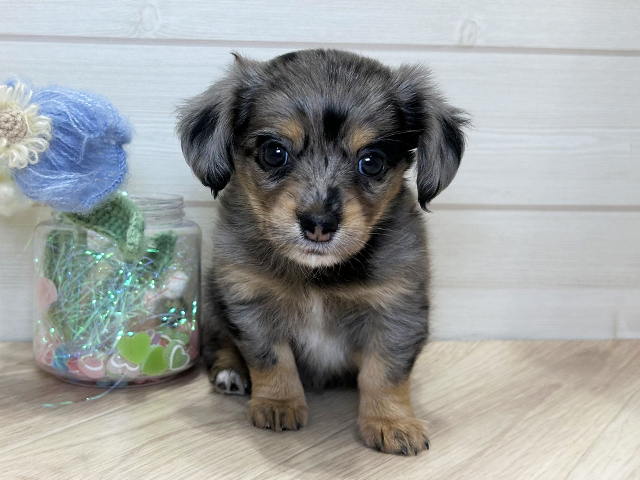 兵庫県のチワックス(チワワ×ダックス) (ペッツファースト神戸元町店/2025年11月23日生まれ/女の子/シルバーダップル)の子犬の1枚目の画像