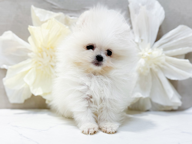 東京都のポメラニアン (ペッツファースト恵比寿店/2025年11月24日生まれ/男の子/クリーム)の子犬の1枚目の画像