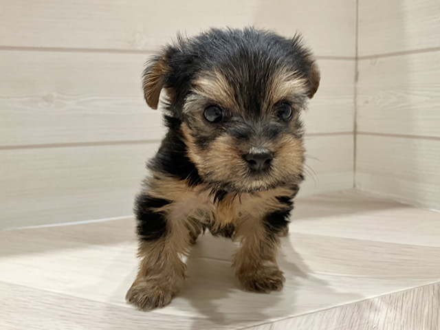 ヨークシャーテリア