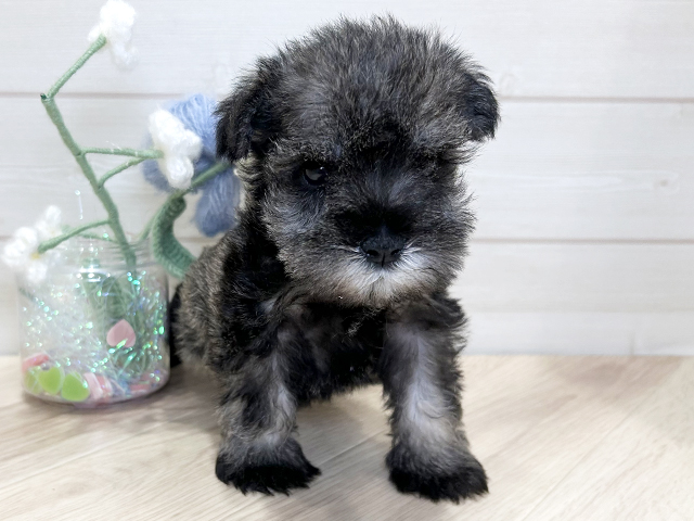 大阪府のミニチュアシュナウザー (ペッツファーストららぽーと門真店/2025年11月24日生まれ/女の子/ソルトペッパー)の子犬の1枚目の画像