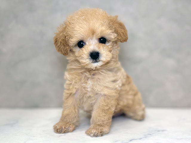 トイプードルミックス