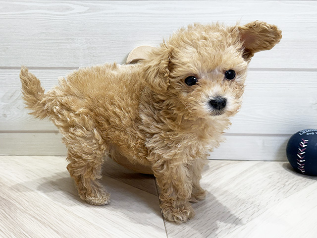 トイプードルミックス