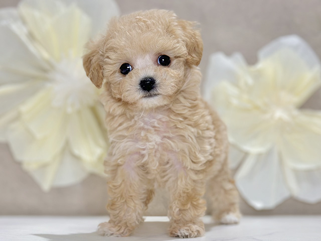 トイプードルミックス