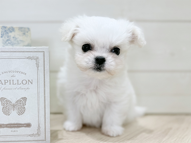 ビションフリーゼミックス