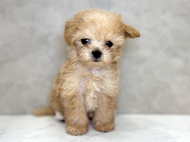 埼玉県のマルプー(マルチーズ×プードル) (ペッツファーストPETEMOレイクタウンmori店/2025年11月24日生まれ/女の子/アプリコット)の子犬の1枚目の画像